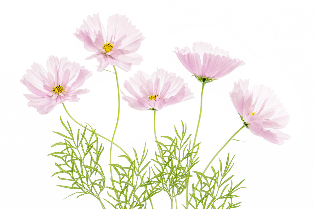 framedcanvas-print-cosmos-cupcake