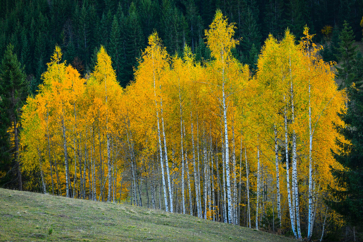acrylic-print-autumn-xfp