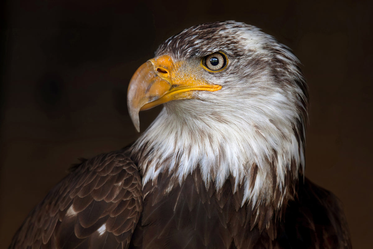 framedcanvas-print-caged-eagle