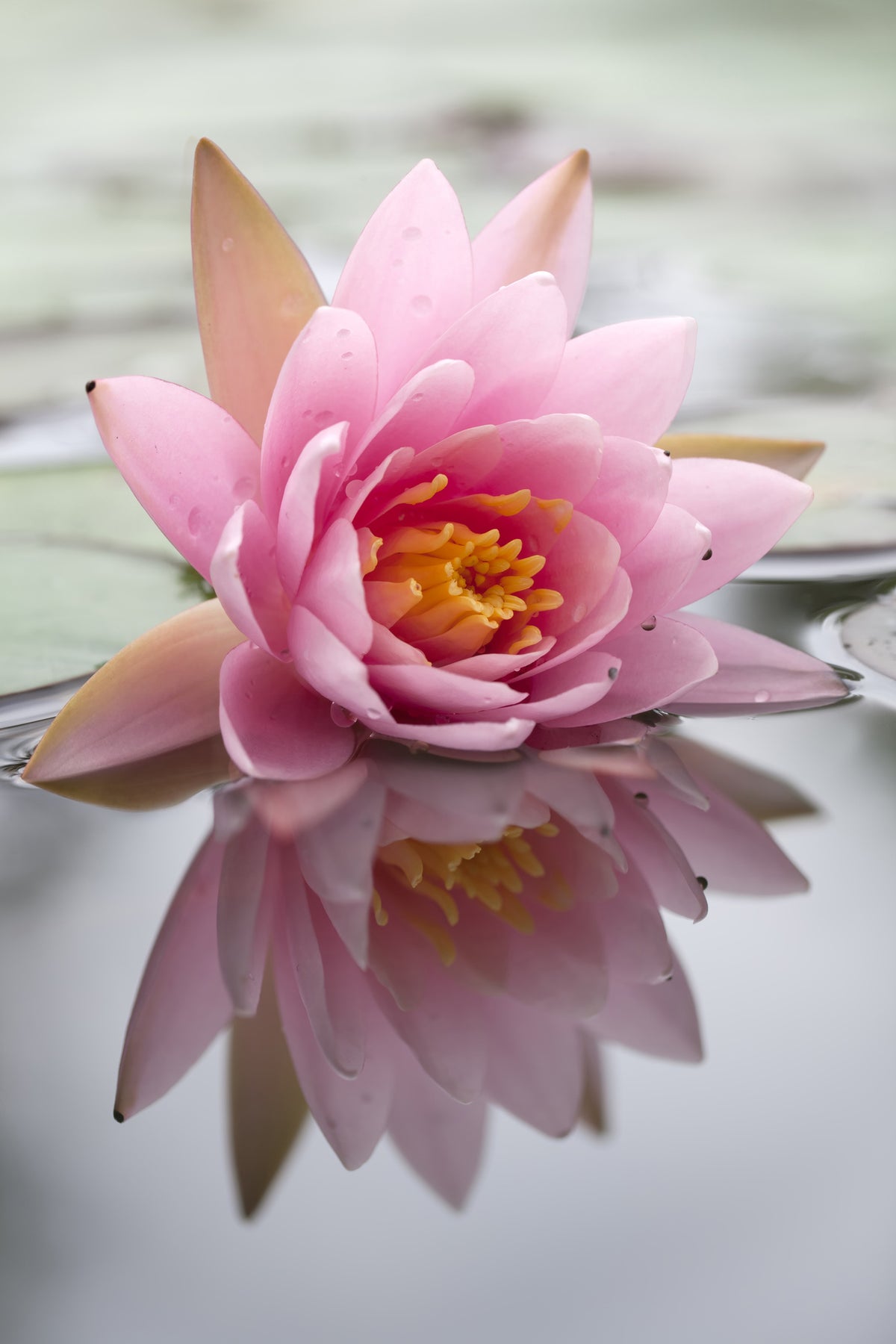 framedposter-print-lotus