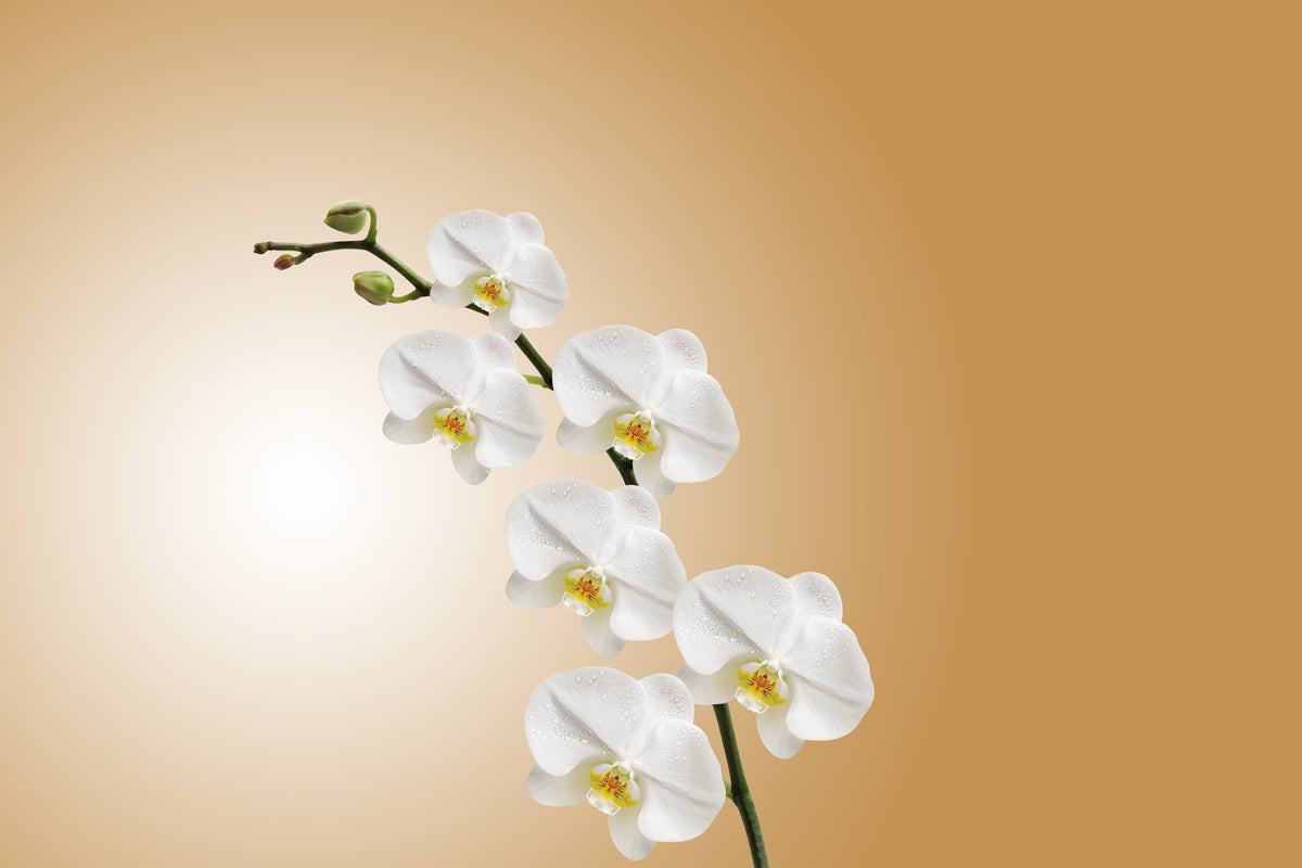3-piece-acrylic-print-white-orchids-xl