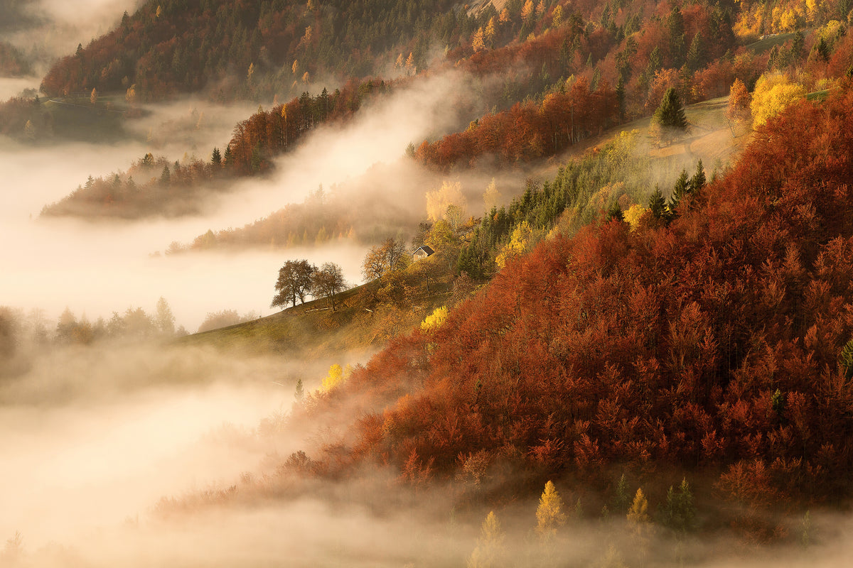 framedcanvas-print-novembers-fog-x