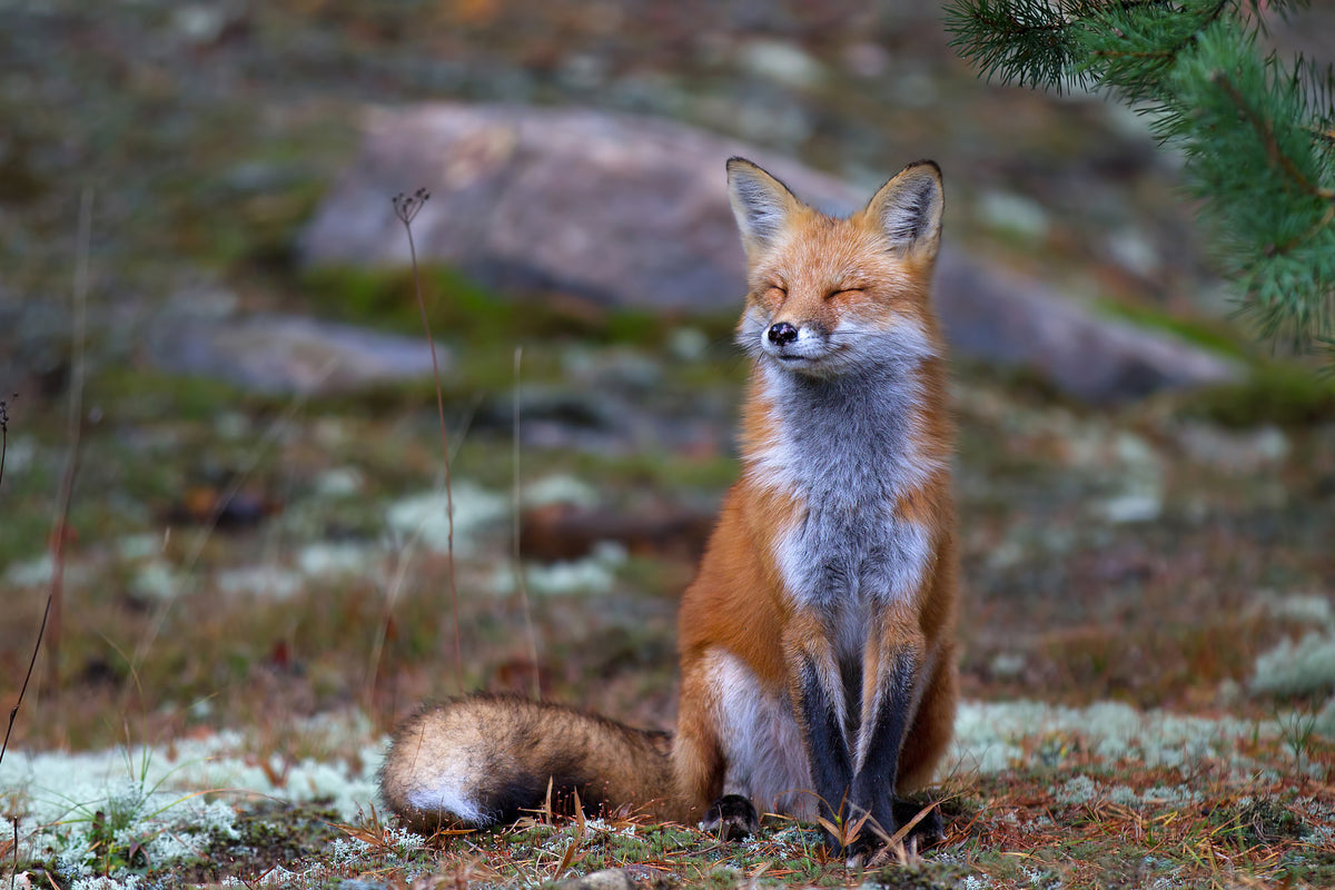 acrylic-print-fox-zen-algonquin-park-x