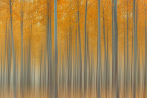 aluminium-print-autumn-delight-ii