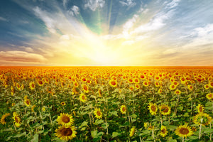 canvas-print-a-field-full-of-sunflowers