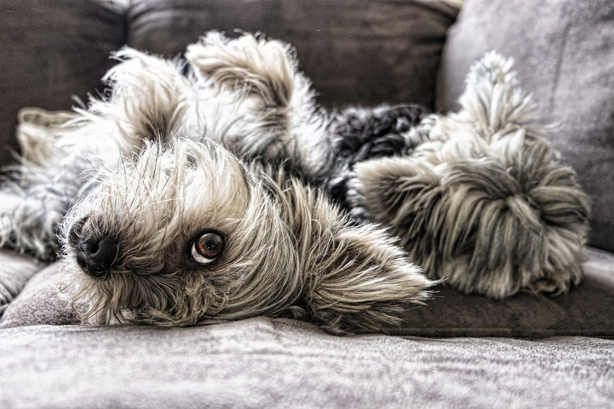 3-piece-acrylic-print-2-cute-dogs