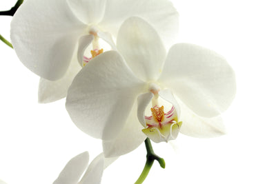 poster-print-orchids-bloom