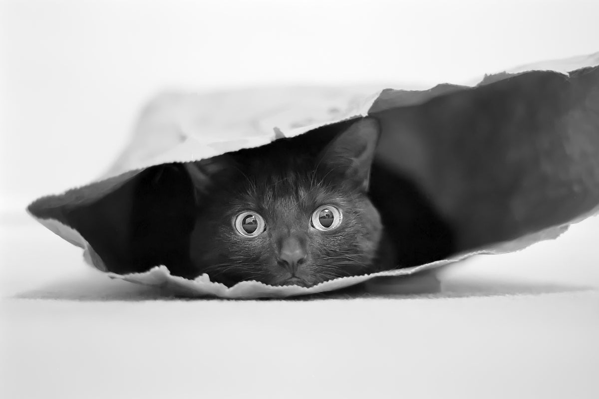 aluminium-print-cat-in-a-bag-x