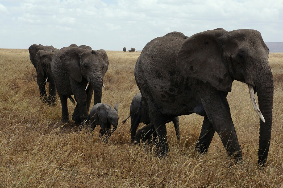 canvas-print-elephant-family