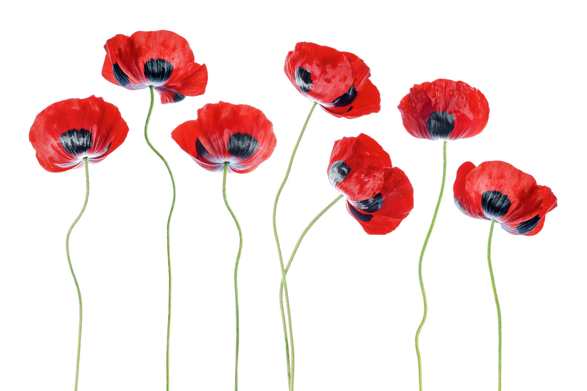 framedposter-print-ladybird-poppies