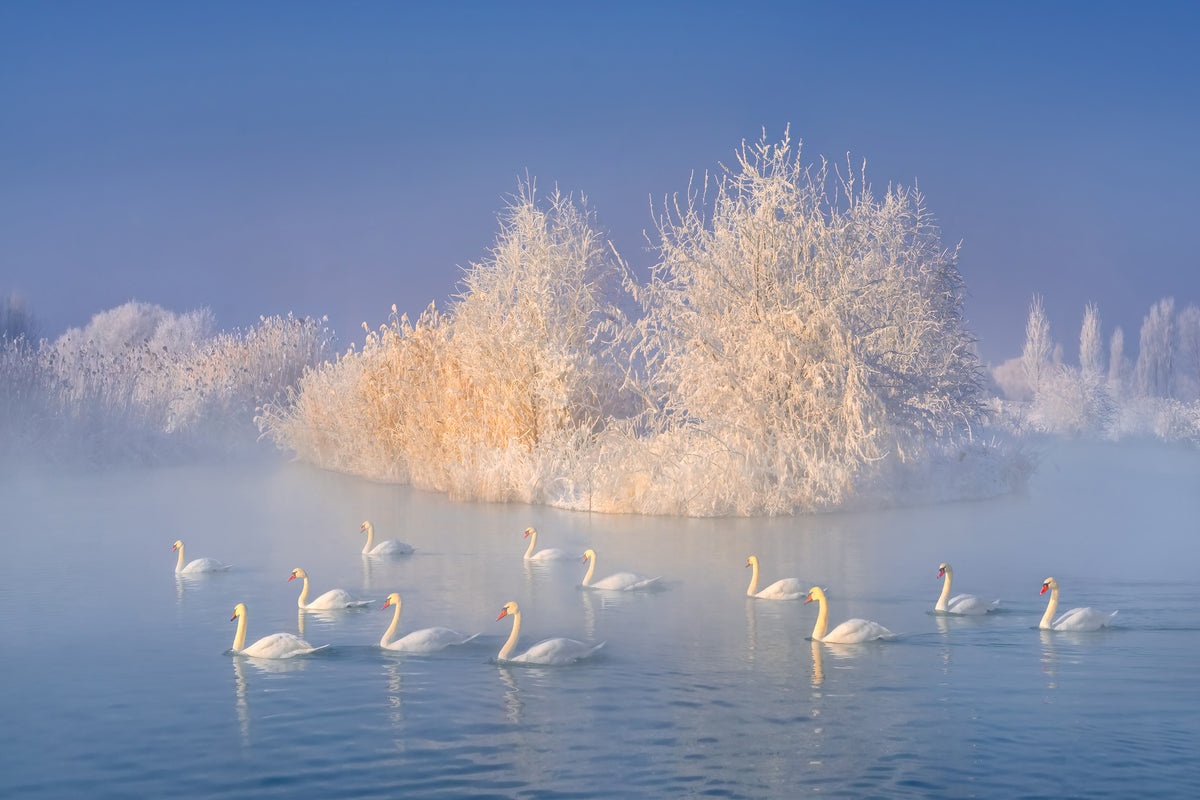 aluminium-print-swan-lake-xge