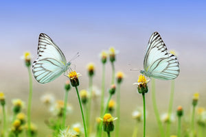 canvas-print-2-butterflies