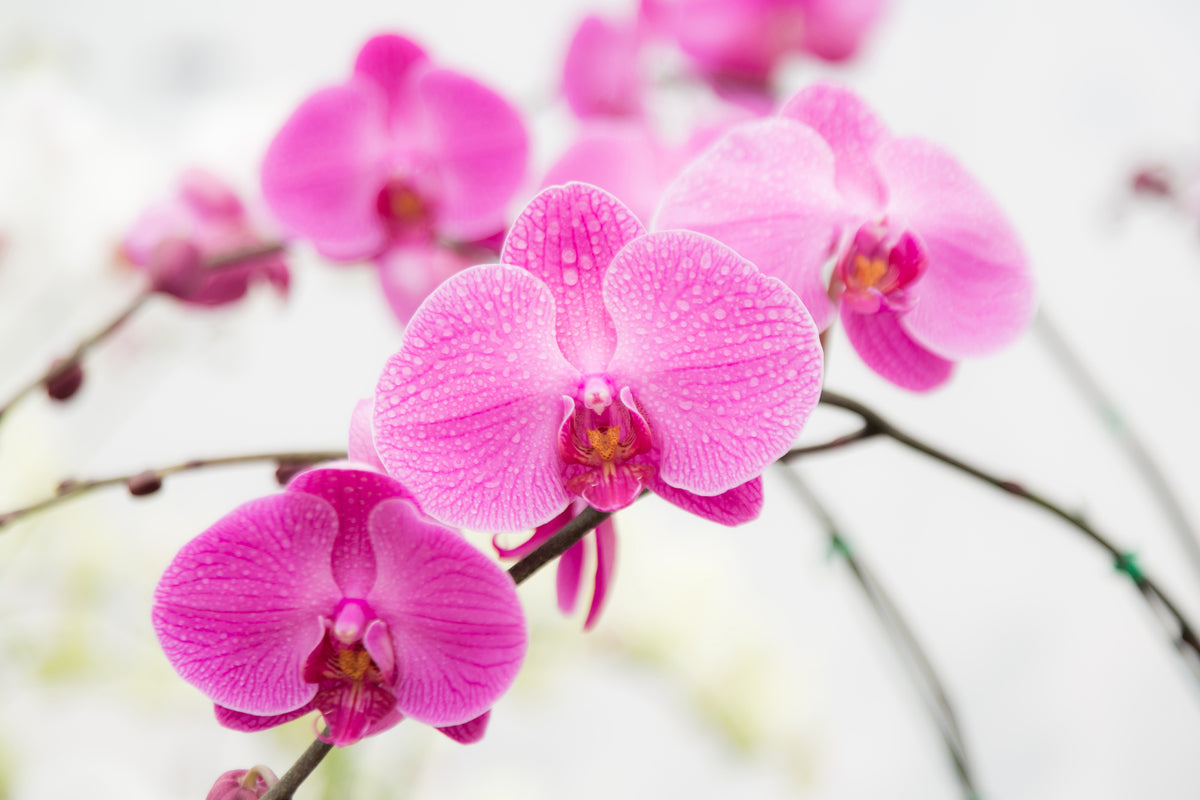 modern-3-piece-aluminium-print-the-symbol-of-orchid