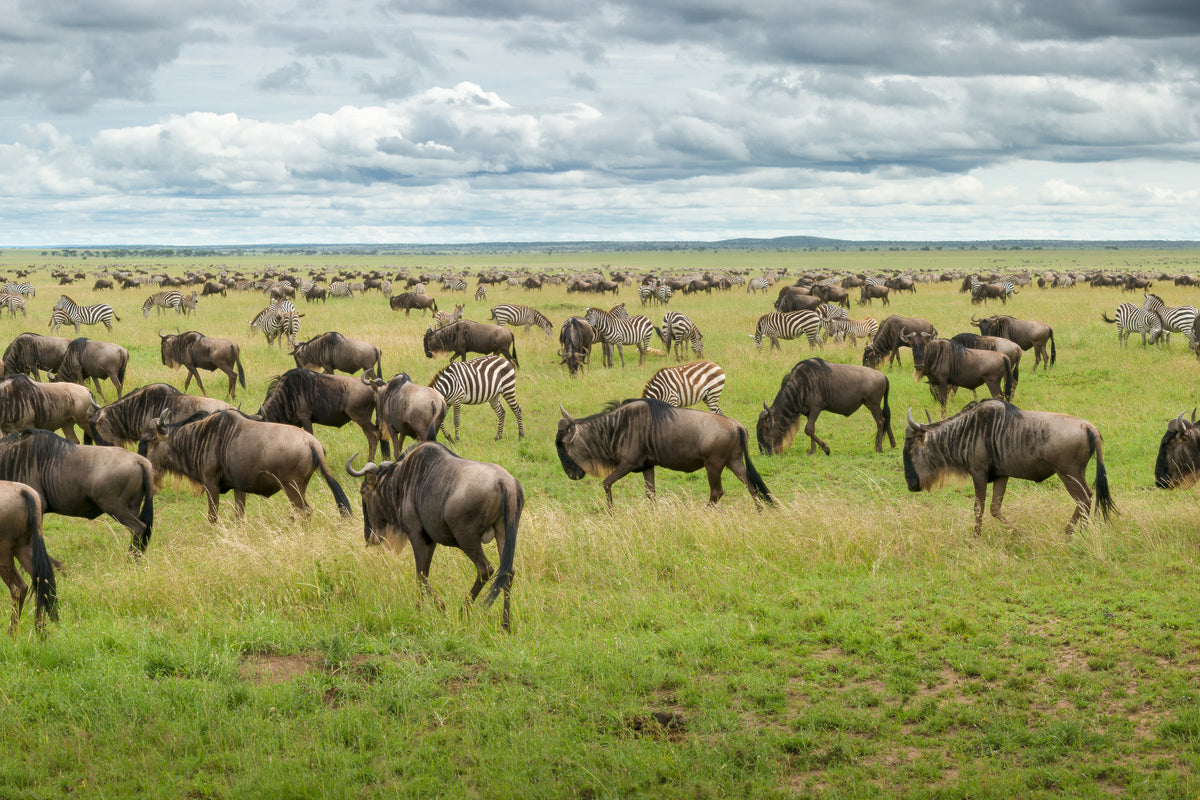 poster-print-great-migration-in-serengeti-plains-x