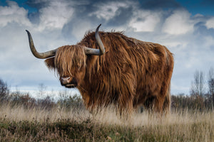 3-piece-aluminium-print-attention-bull