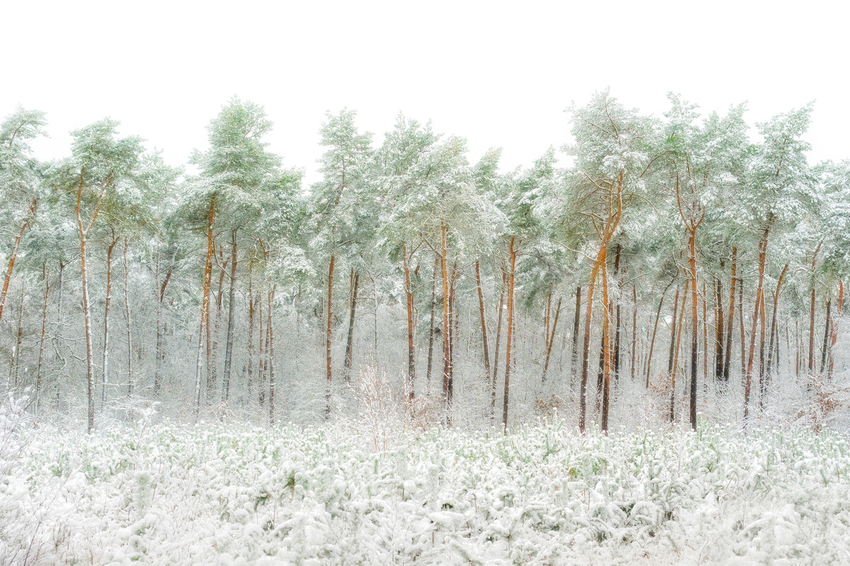 framedcanvas-print-snow-world