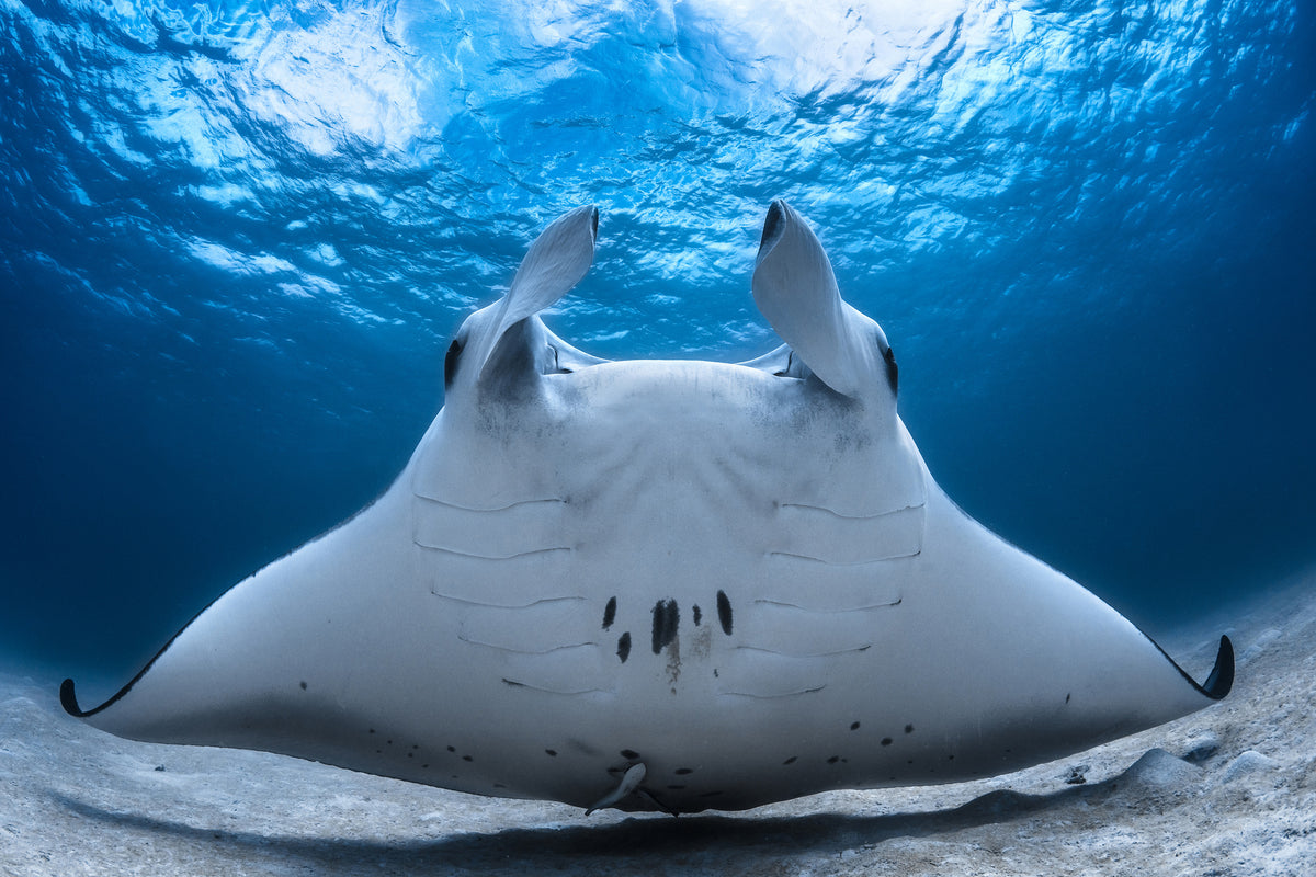 aluminium-print-take-off-manta-airline