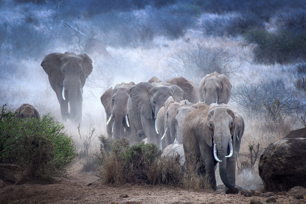 acrylic-print-elephants-of-amboseli-x