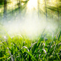 acrylic-print-magic-forest