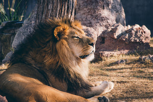 aluminium-print-lion-is-sunning-himself