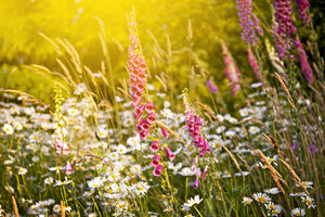 3-piece-acrylic-print-summer-flower-meadow