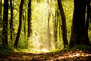 aluminium-print-sunrise-in-the-forest