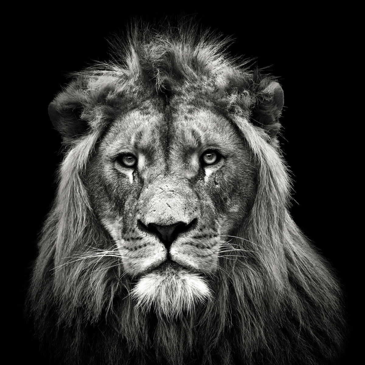 poster-print-young-male-lion-x