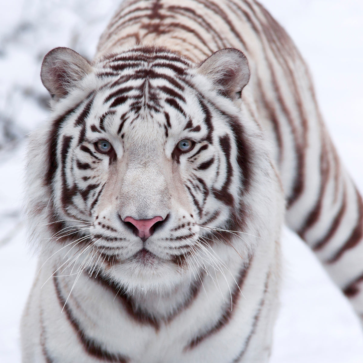 9-piece-canvas-print-the-king-tiger