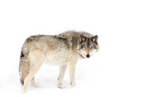 framedposter-print-canadian-timber-wolf