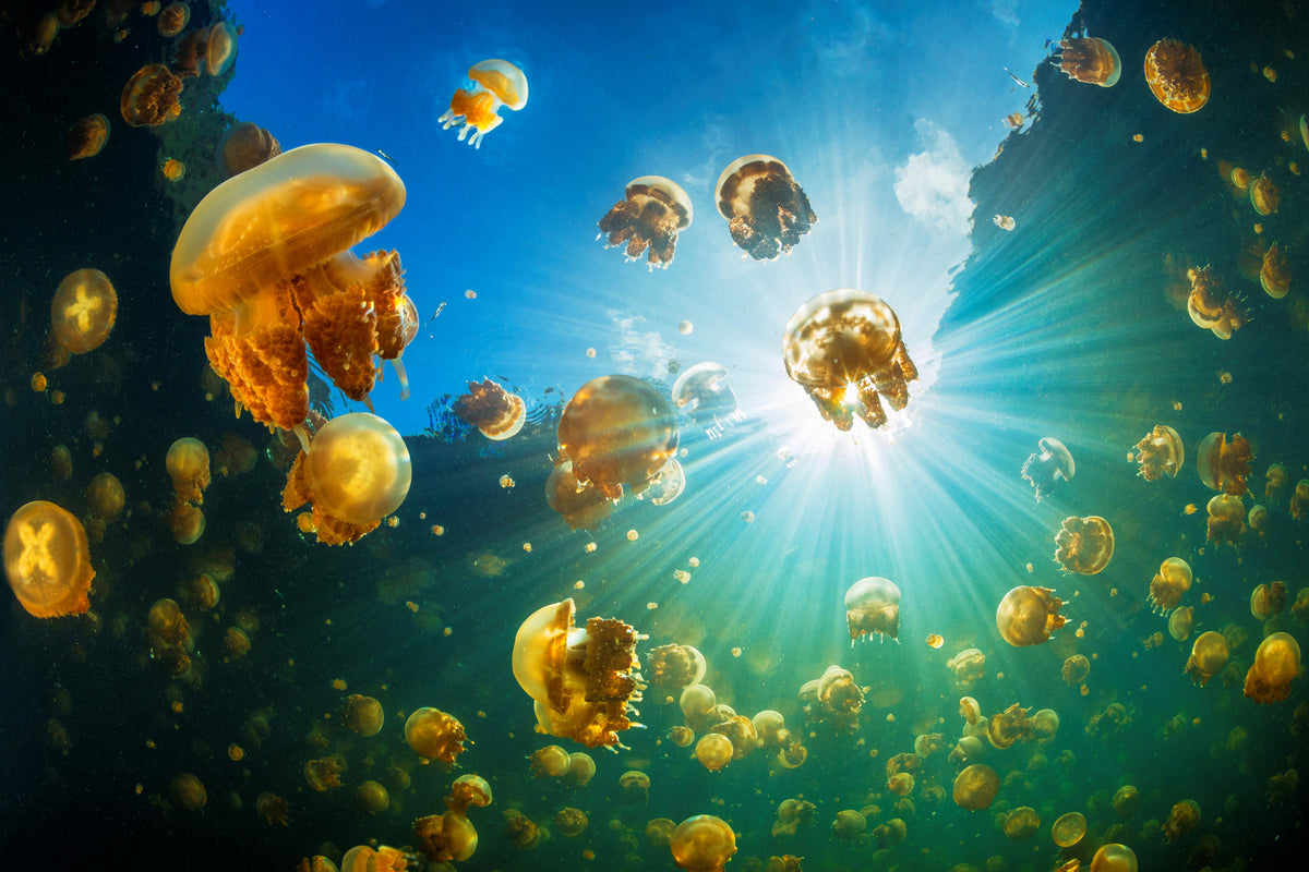 framedposter-print-sunlight-and-jellyfish-x