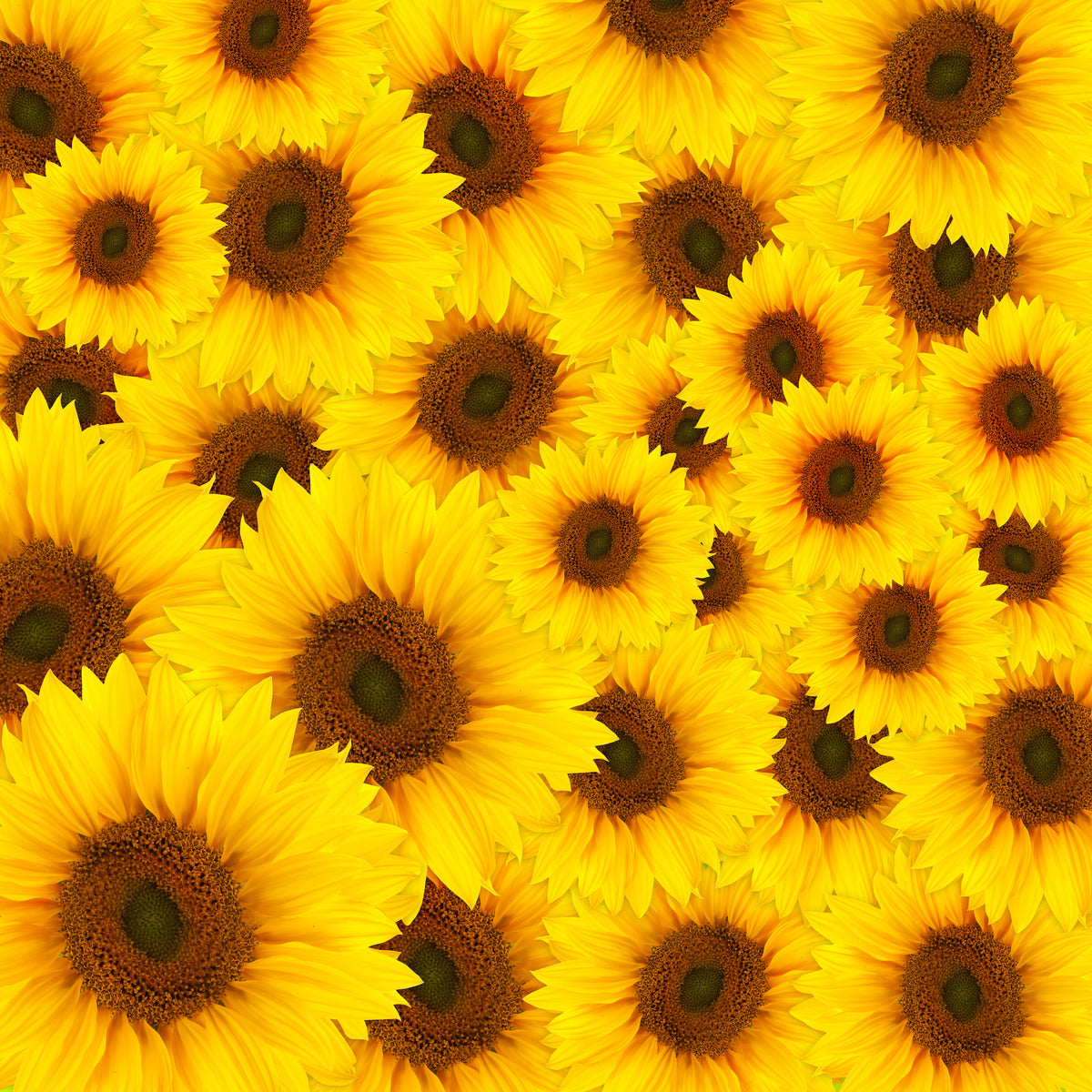 4-piece-acrylic-print-a-bouquet-sunflower