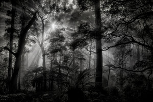 modern-3-piece-acrylic-print-primary-forest