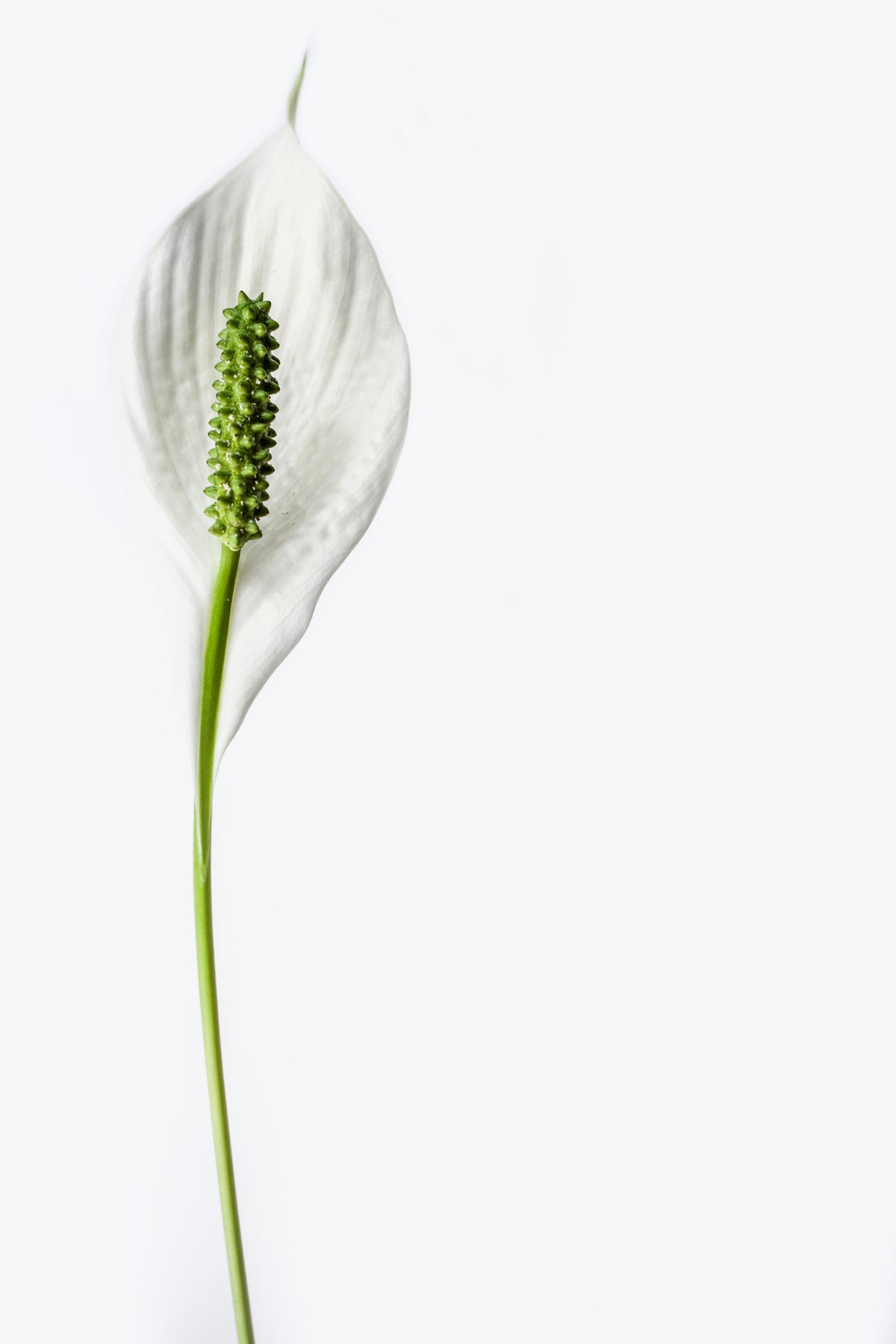 aluminium-print-the-peace-lily