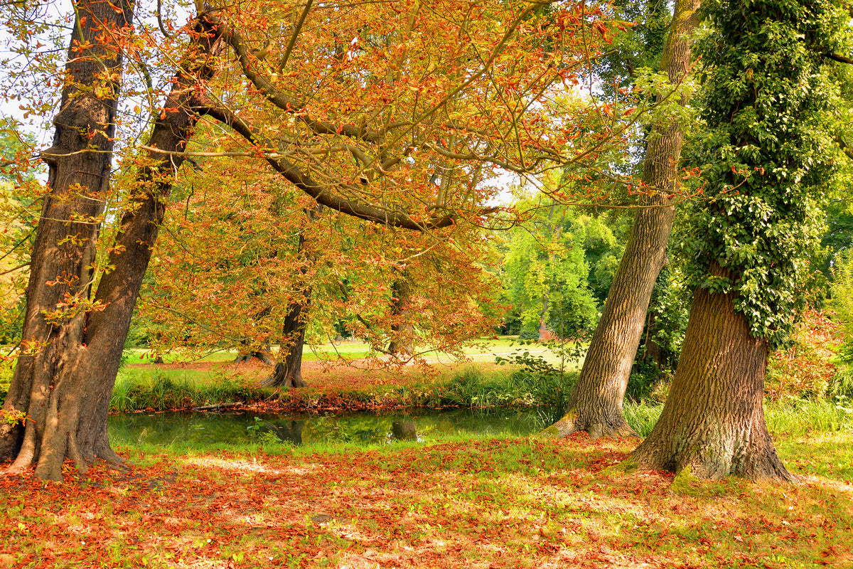 aluminium-print-in-the-middle-of-autumn-trees
