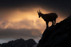 acrylic-print-alpine-ibex-x