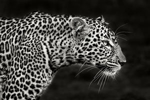 framedposter-print-leopard-close-up-x