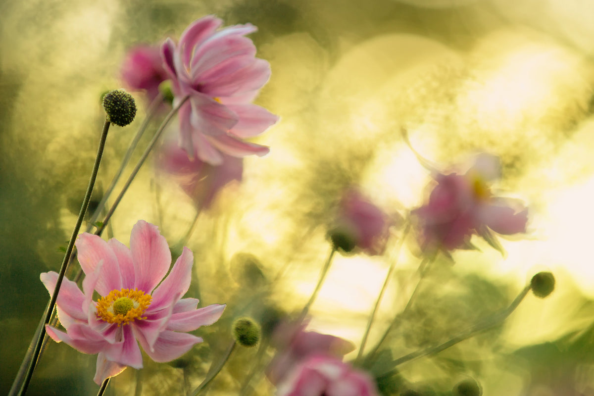 acrylic-print-dance-of-the-flowers-x