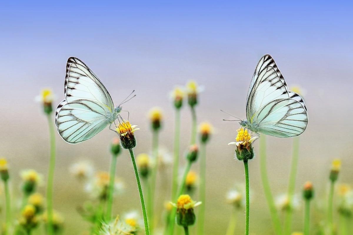 3-piece-canvas-print-2-butterflies