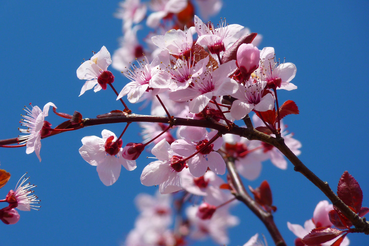 3-piece-aluminium-print-the-almond-blossom