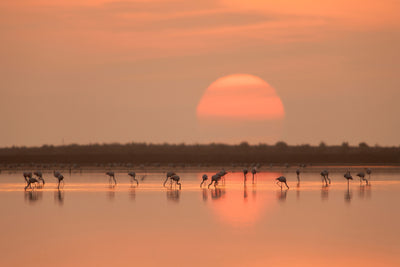 poster-print-flamingos-at-sunrise-x