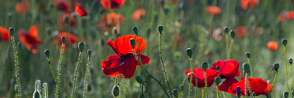panoramic-3-piece-acrylic-print-wild-poppy-panorama