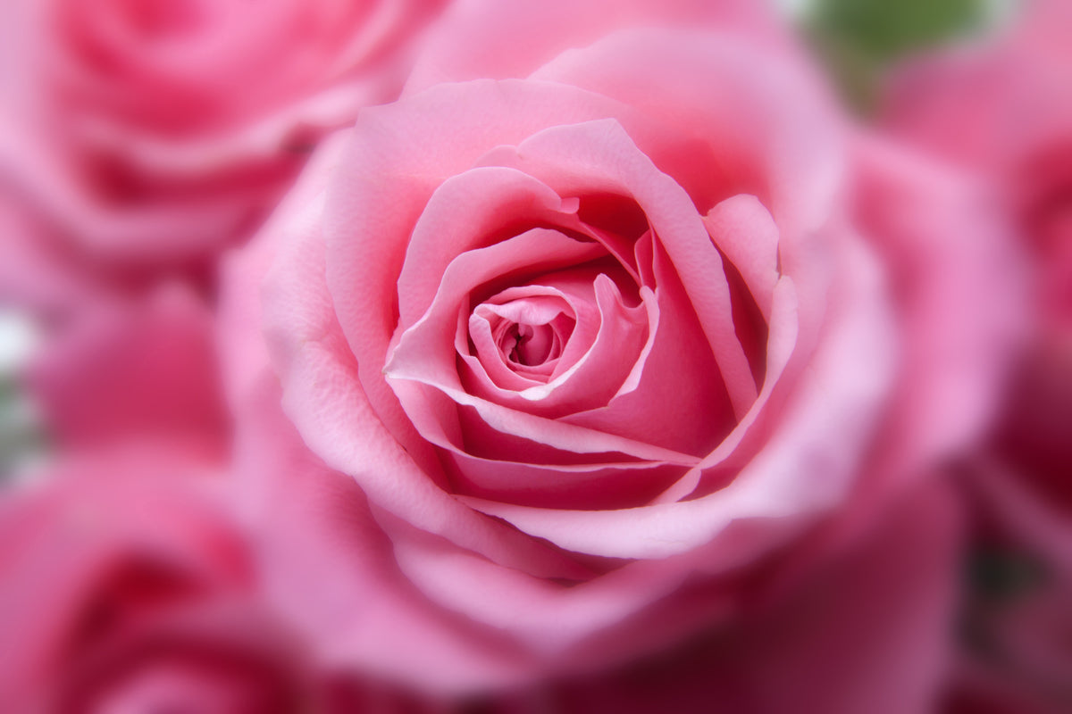 3-piece-aluminium-print-roses-macro