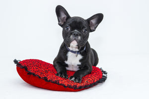 canvas-print-bulldog-to-fall-in-love