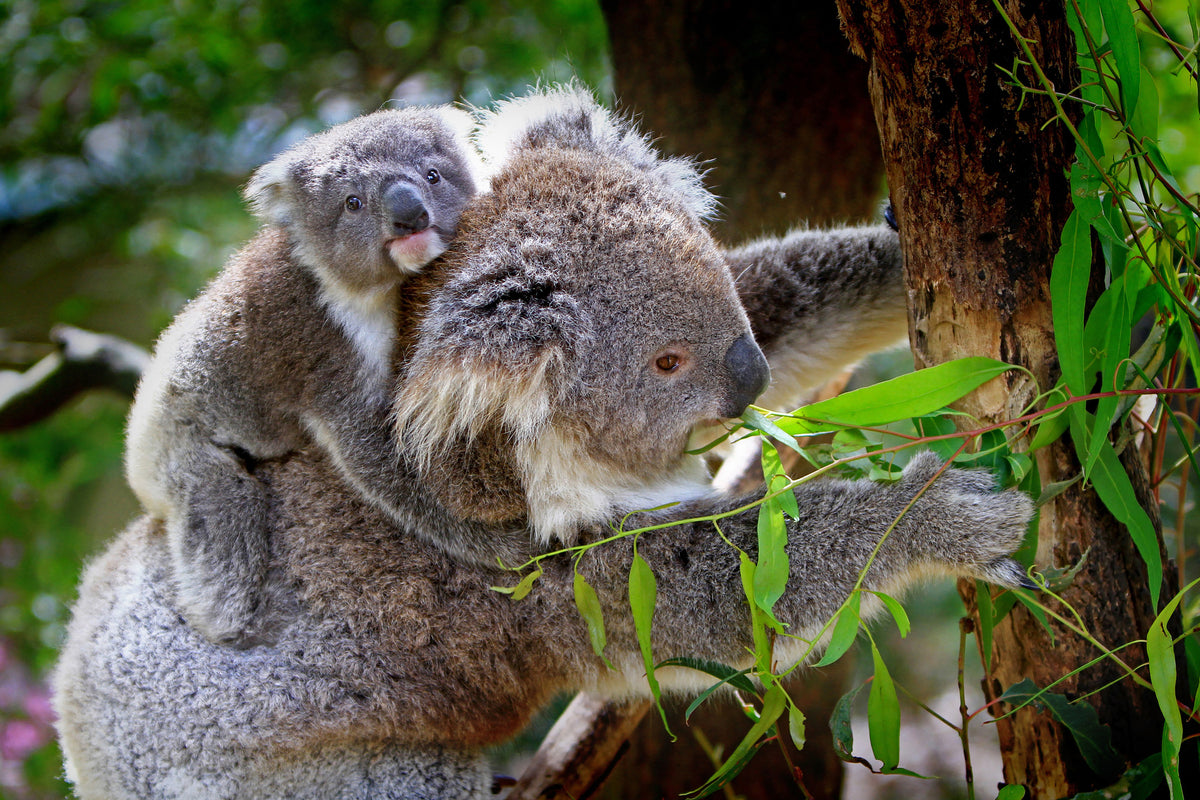 framedcanvas-print-mom-and-baby-koala