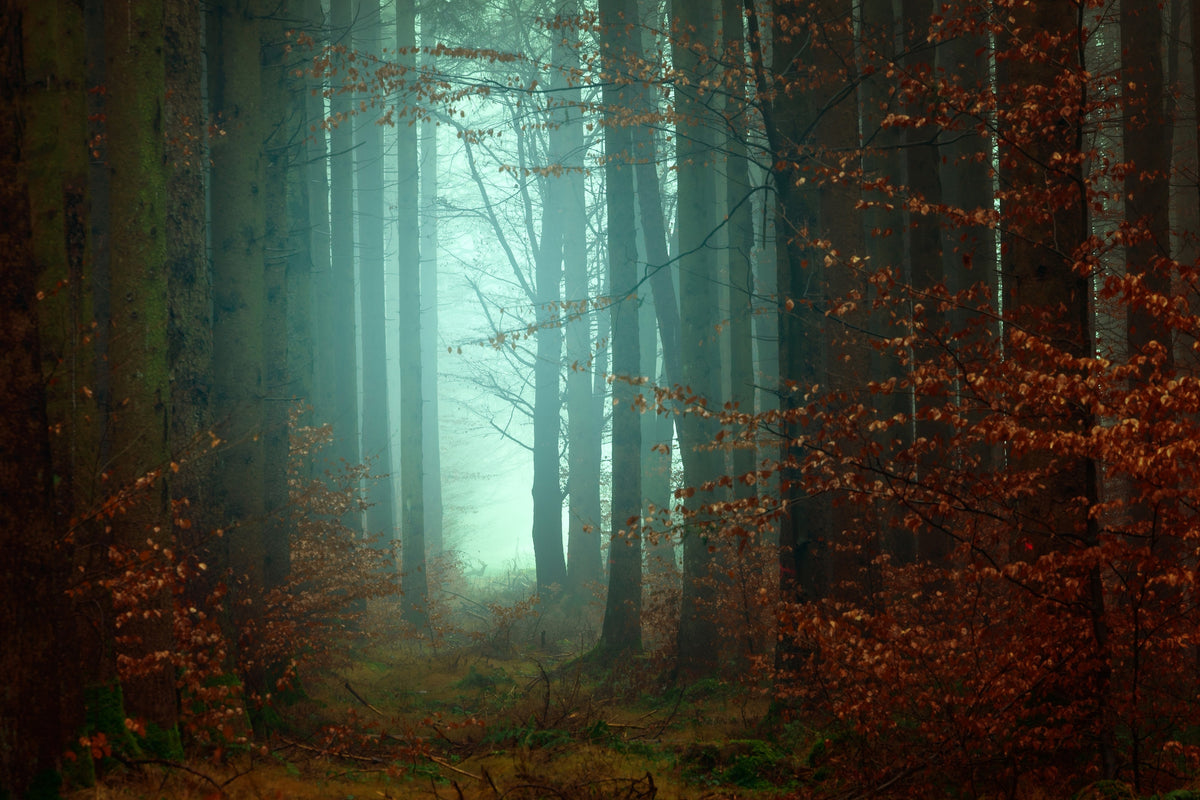 modern-3-piece-canvas-print-mood-in-the-forest