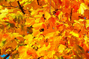 3-piece-acrylic-print-autumn-leaves-ii