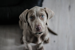 3-piece-acrylic-print-the-weimaraner