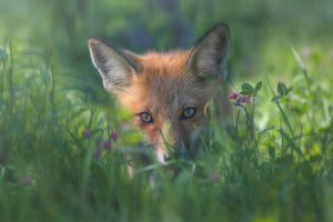 framedcanvas-print-red-fox-xuf