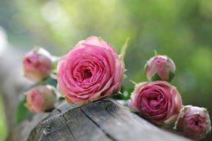 canvas-print-bush-roses