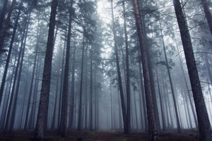 canvas-print-mysterious-foggy-forest-x